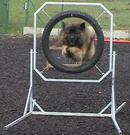 Nur fliegen ist sch�ner ...